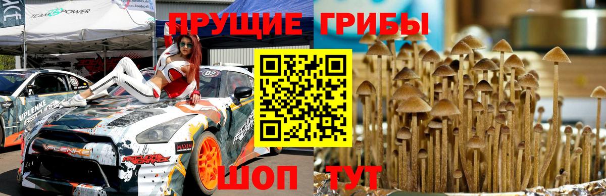 Чусовой  Псилоцибиновые грибы MAGIC MUSHROOMS  Вход с VPN 